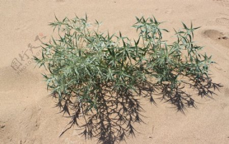 沙漠植物图片