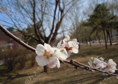 桃花图片