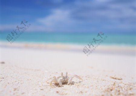 沙滩图片
