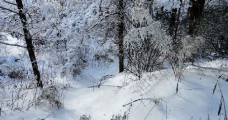 林海雪源图片
