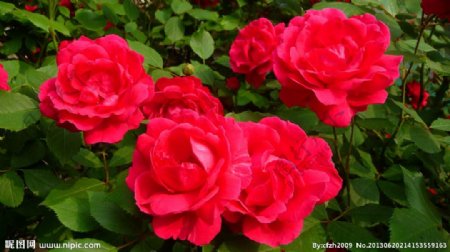 红色蔷薇花图片