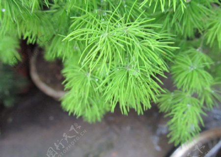 松柏类的绿色植物图片