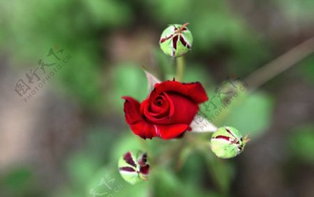 红色蔷薇图片