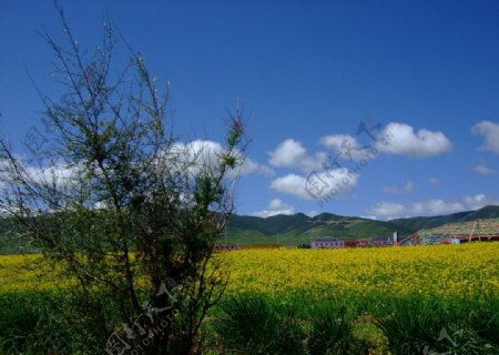 草原风景图片