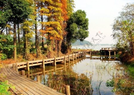 湖边的木栈道图片