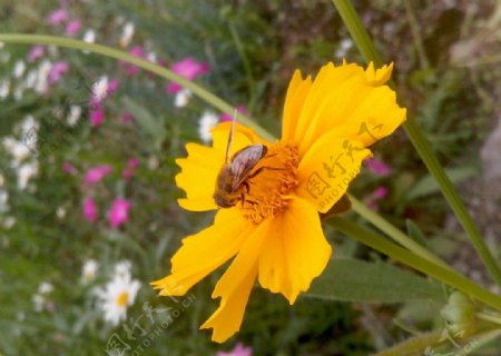 蜂与菊花图片