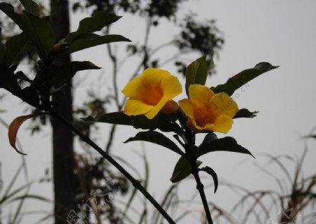 黄蝉花图片