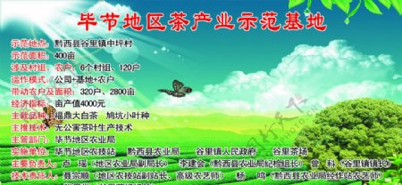 毕节地区茶叶产业化示范基地图片