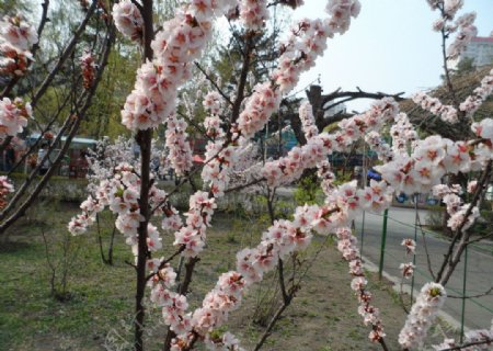 榆叶梅花图片