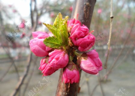 榆叶梅花图片