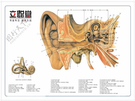 耳朵结构图图片