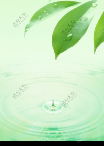 绿叶和水滴图片