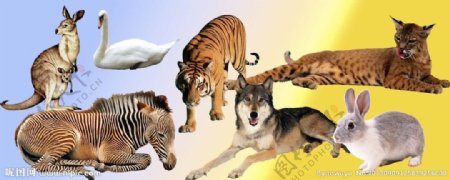 各类野生动物PSD源图片