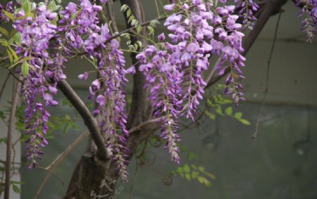 春天的紫色图片