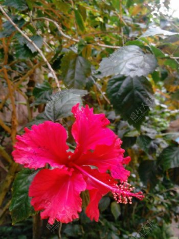 植物红花花卉图片