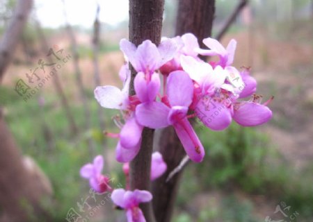 紫荆紫荆花图片
