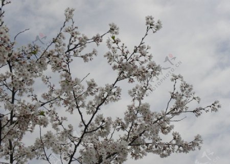 樱花烂漫图片