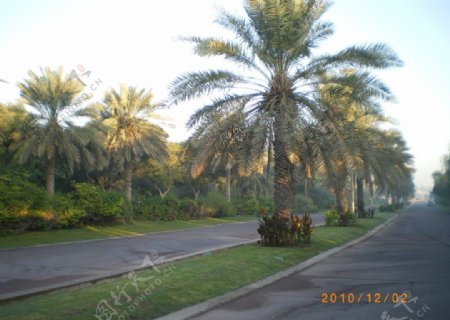 迪拜皇宫的街道图片