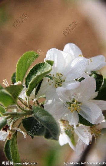 吉县苹果花图片