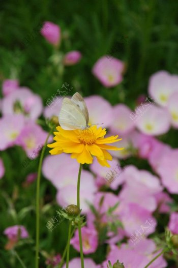 菊花图片