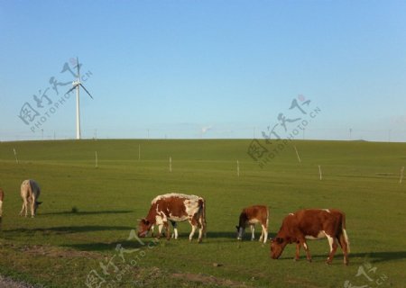 草原风车与牛图片
