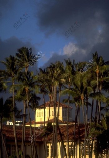 熱帶雨林的房子图片