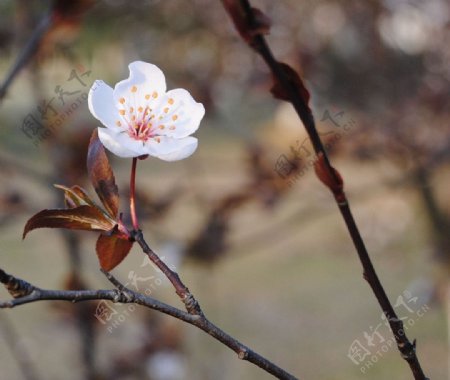 一朵梨花压海棠图片