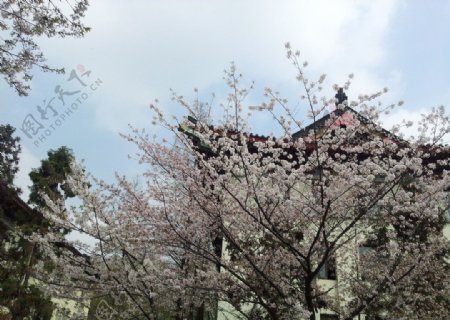 鸡鸣寺的樱花图片
