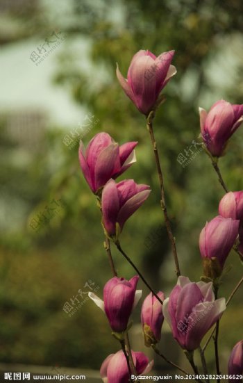 红玉兰花图片