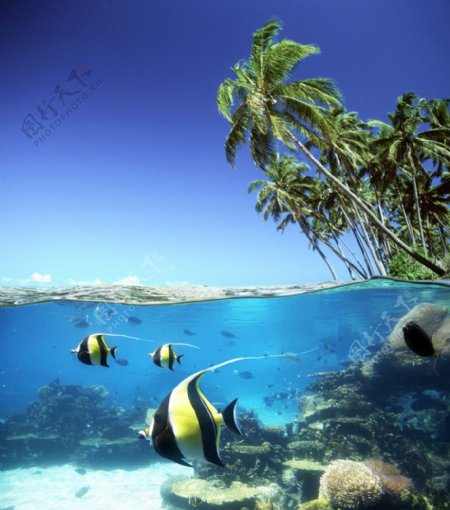海洋海底椰树图图片