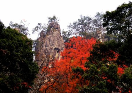 仙人岩秋景图片