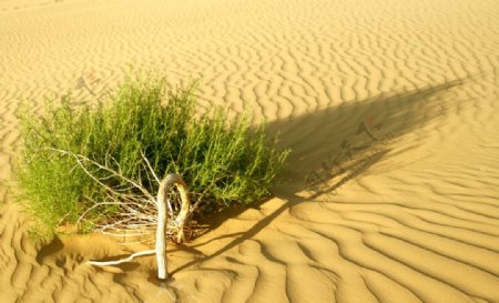 沙漠中顽强的植物图片
