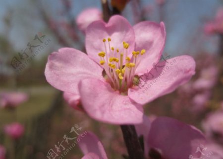 桃花图片