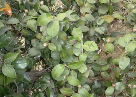 山茶花植物图片