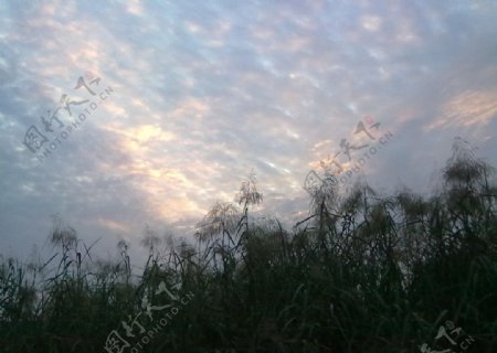 傍晚的芦苇丛图片