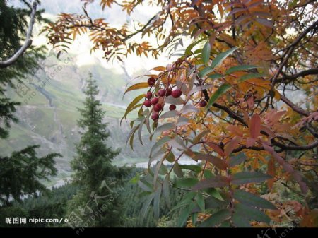新疆野果树图片