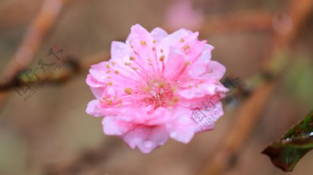 雨中的桃花图片