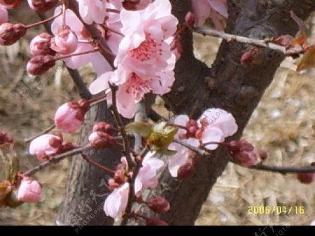 春天的桃花2图片