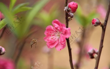 桃花蜜蜂昆虫图片