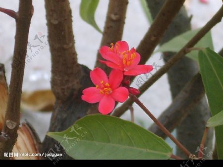 南国冬日红花图片