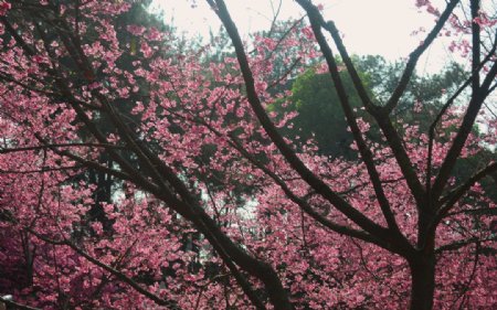 南宁石门公园樱花图片
