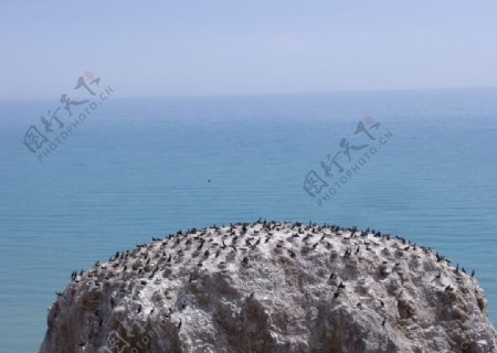 青海湖鸟岛图片