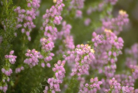 粉色花卉图片