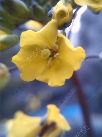 黄色菜苔花图片