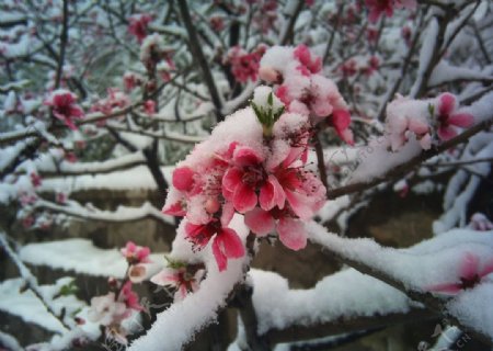 四月雪里桃花图片