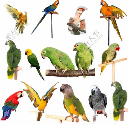 动物素材鹦鹉图片