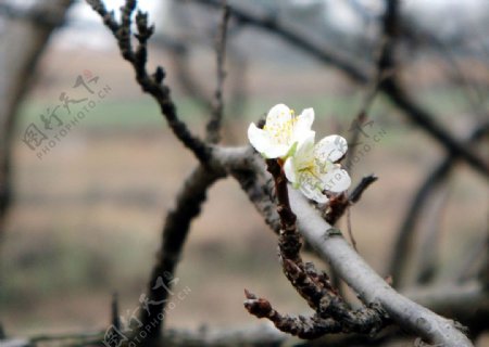 桃花图片