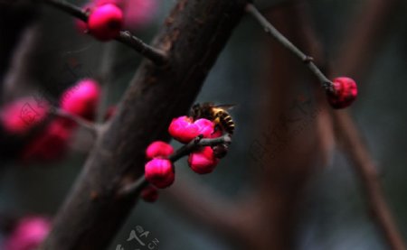 蜜蜂红梅图片