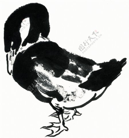 水墨风格的鸭图片