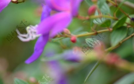 紫色花卉图片